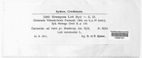 Uromyces pisi-sativi image